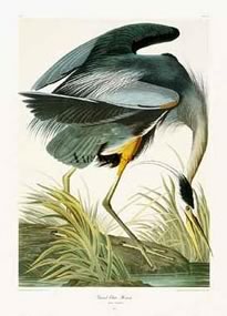 Thank you, James Audubon.
